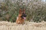 BERGER ALLEMAND 354
